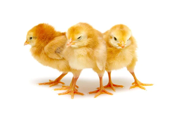 Cute little newborn chickens — Stock Photo, Image