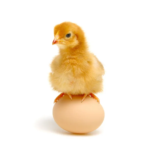 병아리 과 계란 고립 에 a 화이트 — 스톡 사진