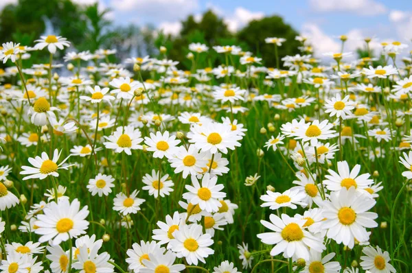 White daisies on blue sky — Stock Photo, Image