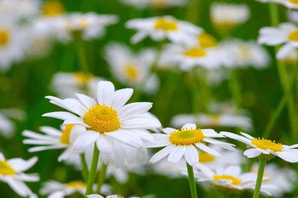 Vita Daisy på fältet — Stockfoto