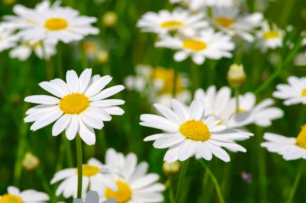 Margherita bianca sul campo — Foto Stock