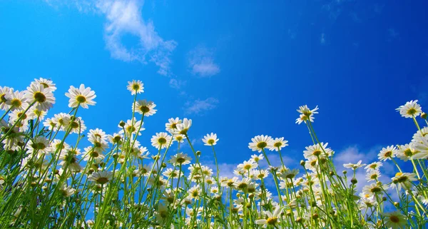 Camomille bianche sul cielo blu — Foto Stock