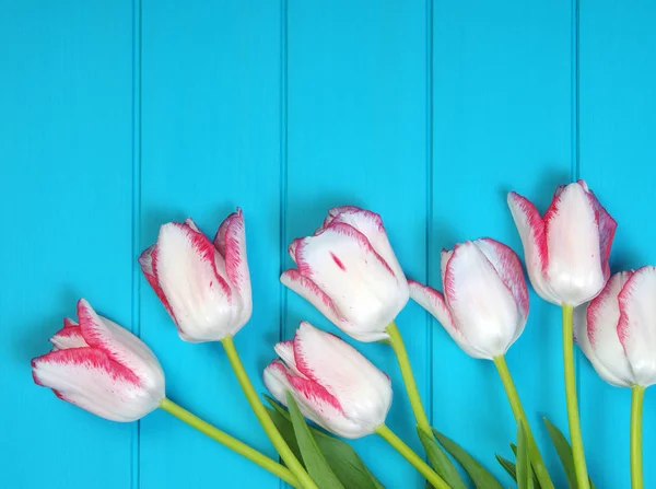 Tulipani su legno blu . — Foto Stock