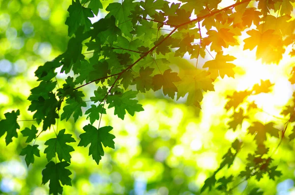 Grüne Blätter auf der Sonne. — Stockfoto
