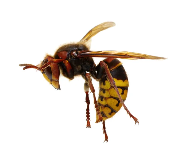 Hornet isolado em branco — Fotografia de Stock