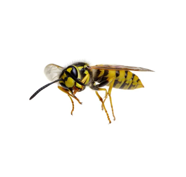 Wasp isolated on white — Stock Photo, Image