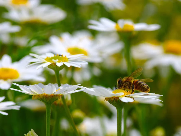 Bee on the flower — Stock Photo, Image