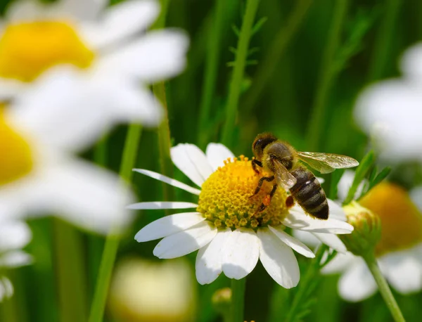 Méh és virág — Stock Fotó