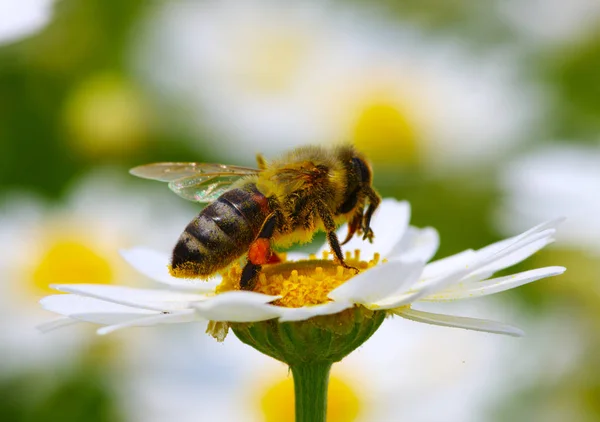 Abeja y flor — Foto de Stock