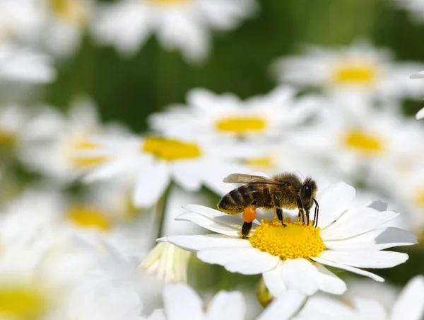 Honey bee worker on flower — Stock Photo, Image