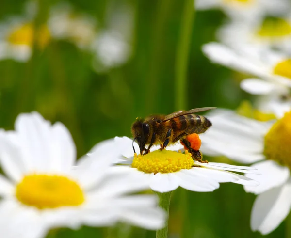 Honey bee worker on flower — Stock Photo, Image