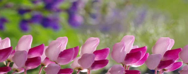 Flower on a green — Stock Photo, Image