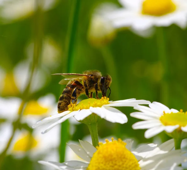 Бджола на ромашку — стокове фото