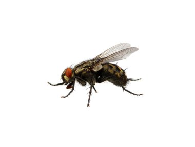 fly on a white clipart