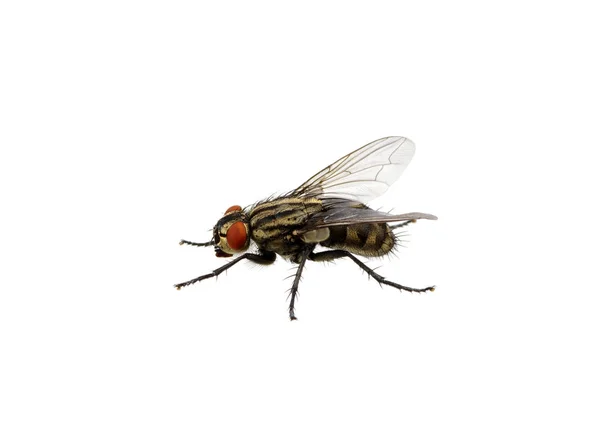 Fly on a white — Stock Photo, Image