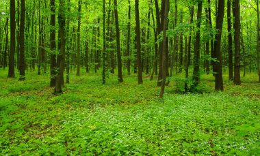 İlkbaharda orman ağaçları