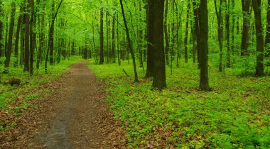 Baharda Yeşil Orman