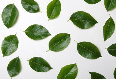 yeşil yapraklar beyaz üzerinde izole