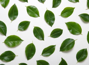 yeşil yapraklar beyaz üzerinde izole