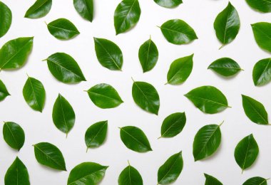 yeşil yapraklar beyaz üzerinde izole