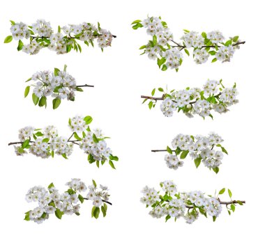  çiçekleri beyaz izole