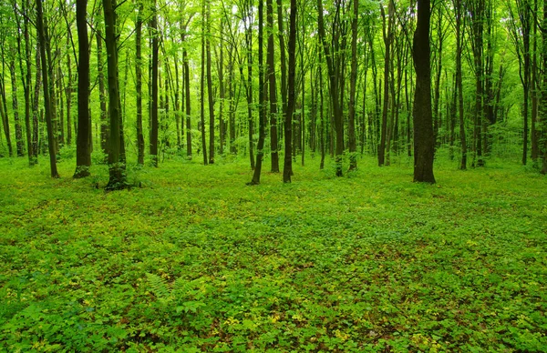 Árboles forestales en primavera —  Fotos de Stock