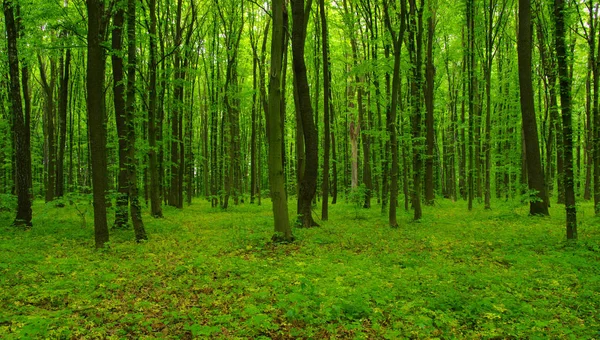Alberi forestali in primavera — Foto Stock