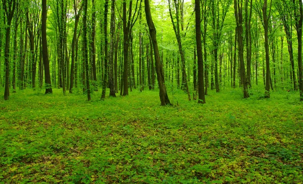 Bosque verde en primavera —  Fotos de Stock