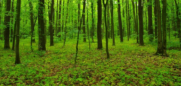 Bosbomen in het voorjaar — Stockfoto