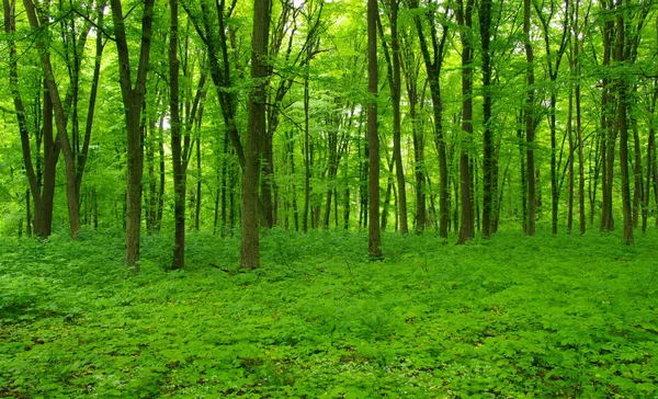 Skogsträd på våren — Stockfoto