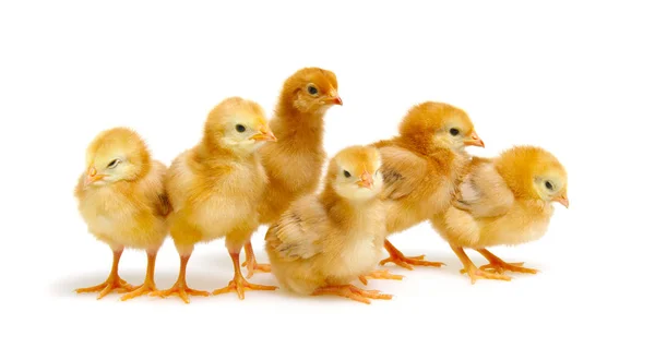 Roztomilá novorozená kuřata — Stock fotografie