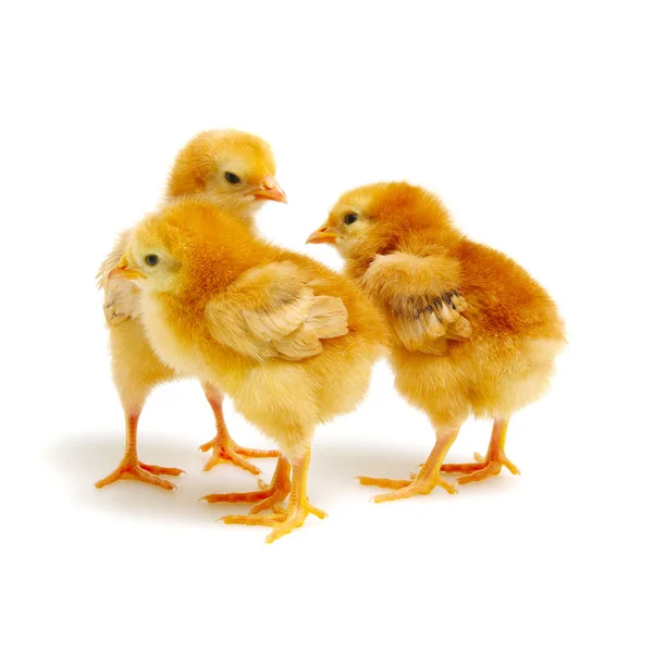 Chicks isolated on white — Stock Photo, Image