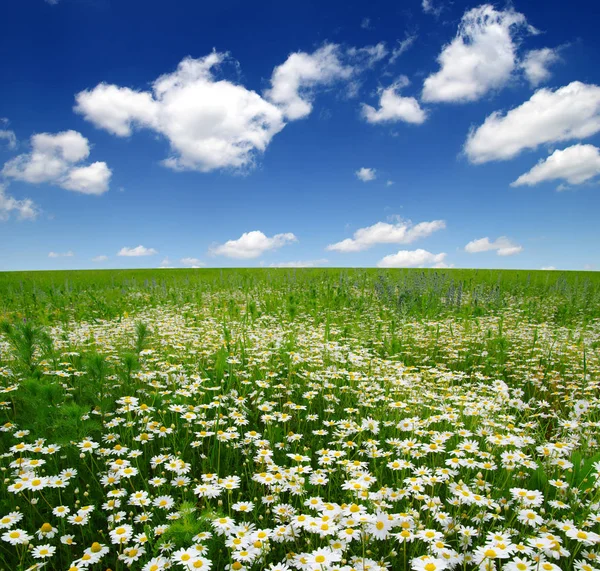 Marguerites blanches sur ciel bleu — Photo