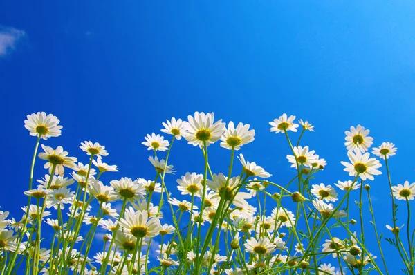 Field of daisies — Stock Photo, Image