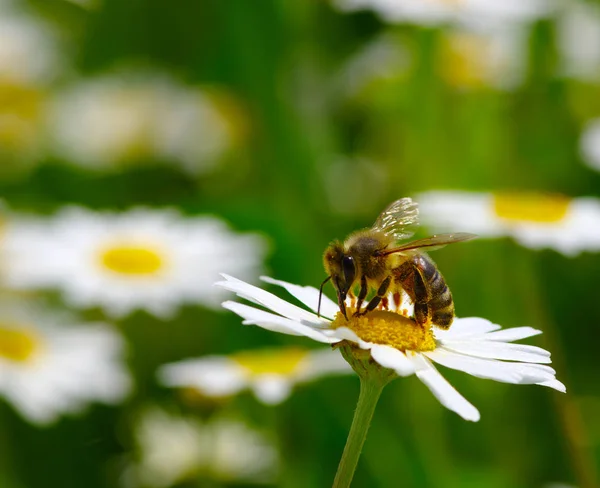 Bie og blomst – stockfoto