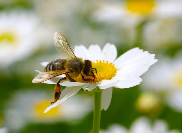 Abelha e flor — Fotografia de Stock