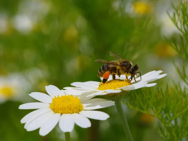 Abeja y flor — Foto de Stock