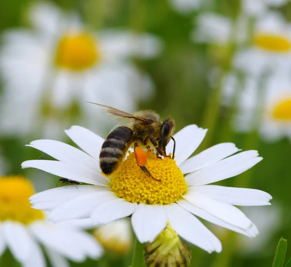 Bee s její pyl koš plný — Stock fotografie