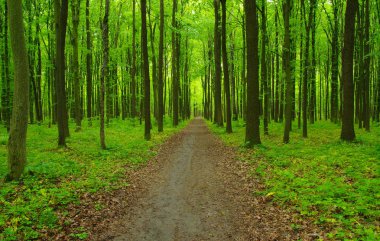 İlkbaharda orman ağaçları