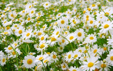 Beyaz papatya alan üzerinde