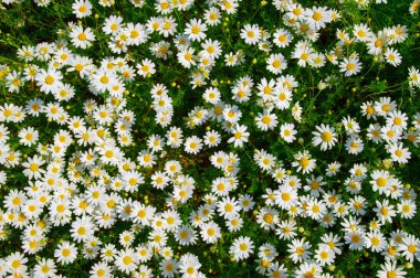 Beyaz papatya alan üzerinde