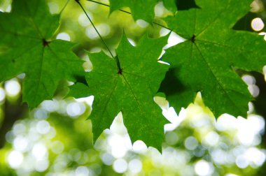 Bokeh 'te yeşil yapraklar 