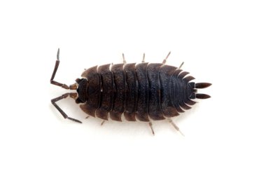 Ahşap bitleri beyaz üzerine izole