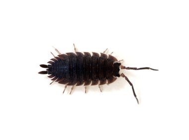 Ahşap bitleri beyaz üzerine izole