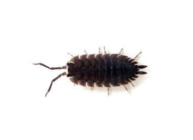 Ahşap bitleri beyaz üzerine izole