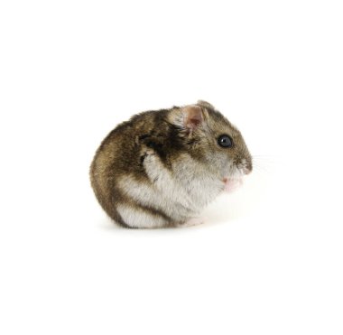 Beyaz üzerine cüce hamster.
