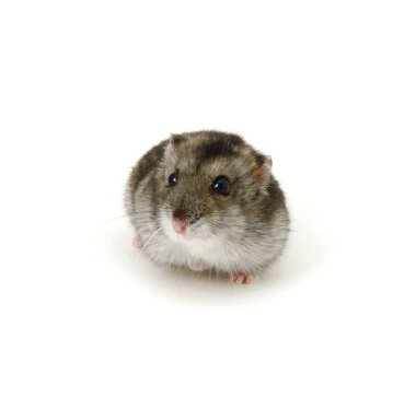 Beyaz üzerine cüce hamster.