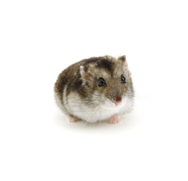 Beyaz üzerine cüce hamster.