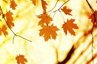  sonbahar yaprakları arka plan. 