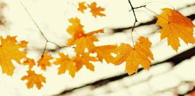  sonbahar yaprakları arka plan. 